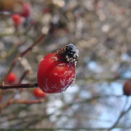 Δωμάτια σε οικογενειακή κατοικία Goscinne Arnika Gorska *