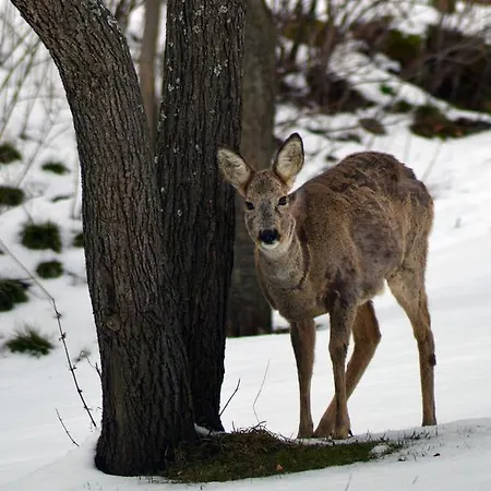 Homestay Goscinne Arnika Gorska *
