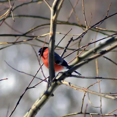 Goscinne Arnika Gorska Szklarska Poreba