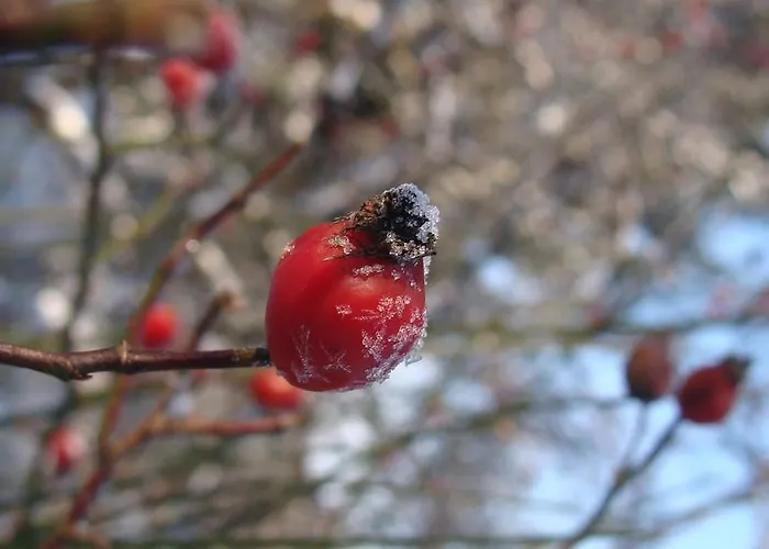 民宿 Goscinne Arnika Gorska *