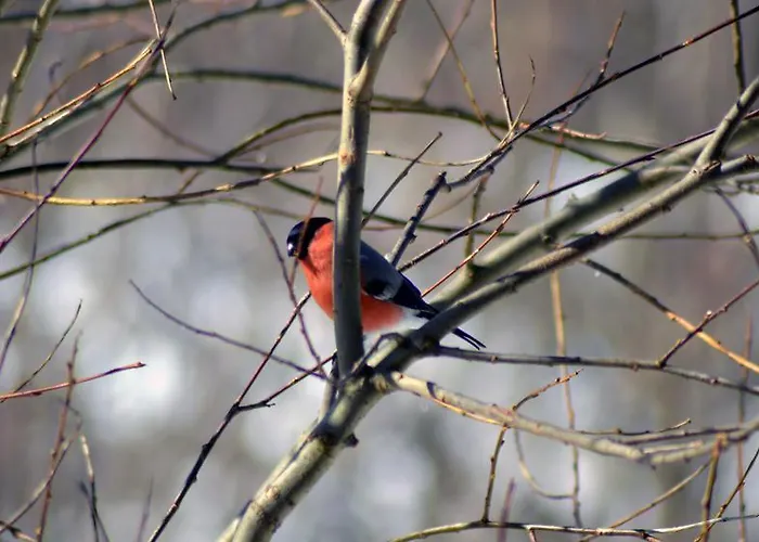 Goscinne Arnika Gorska 斯克拉斯卡波伦巴